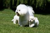 BICHON FRISE 573